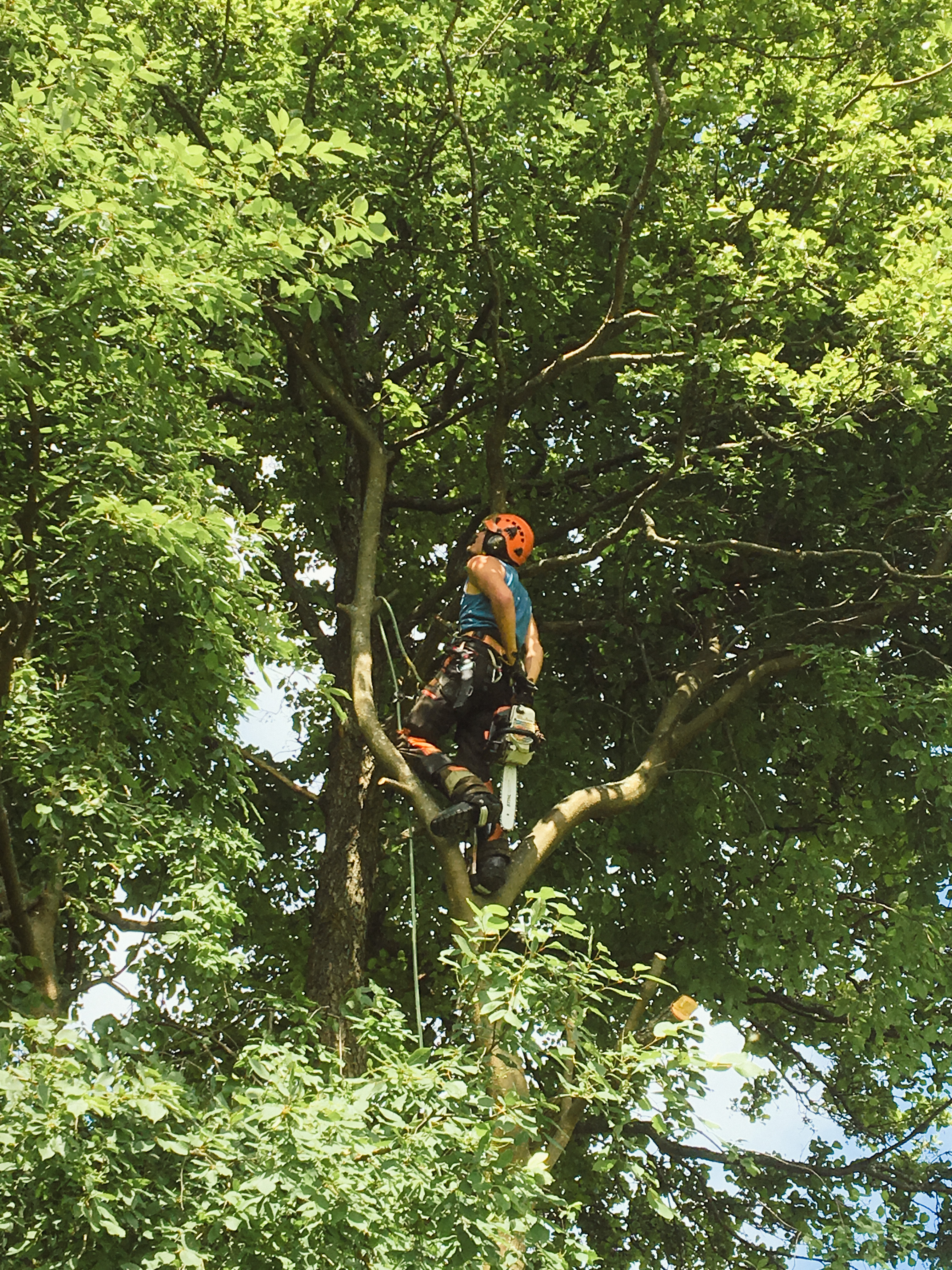 Trädbeskärning i Söderhamn