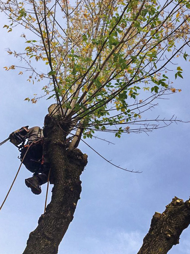 Hamling i Gävleborg
