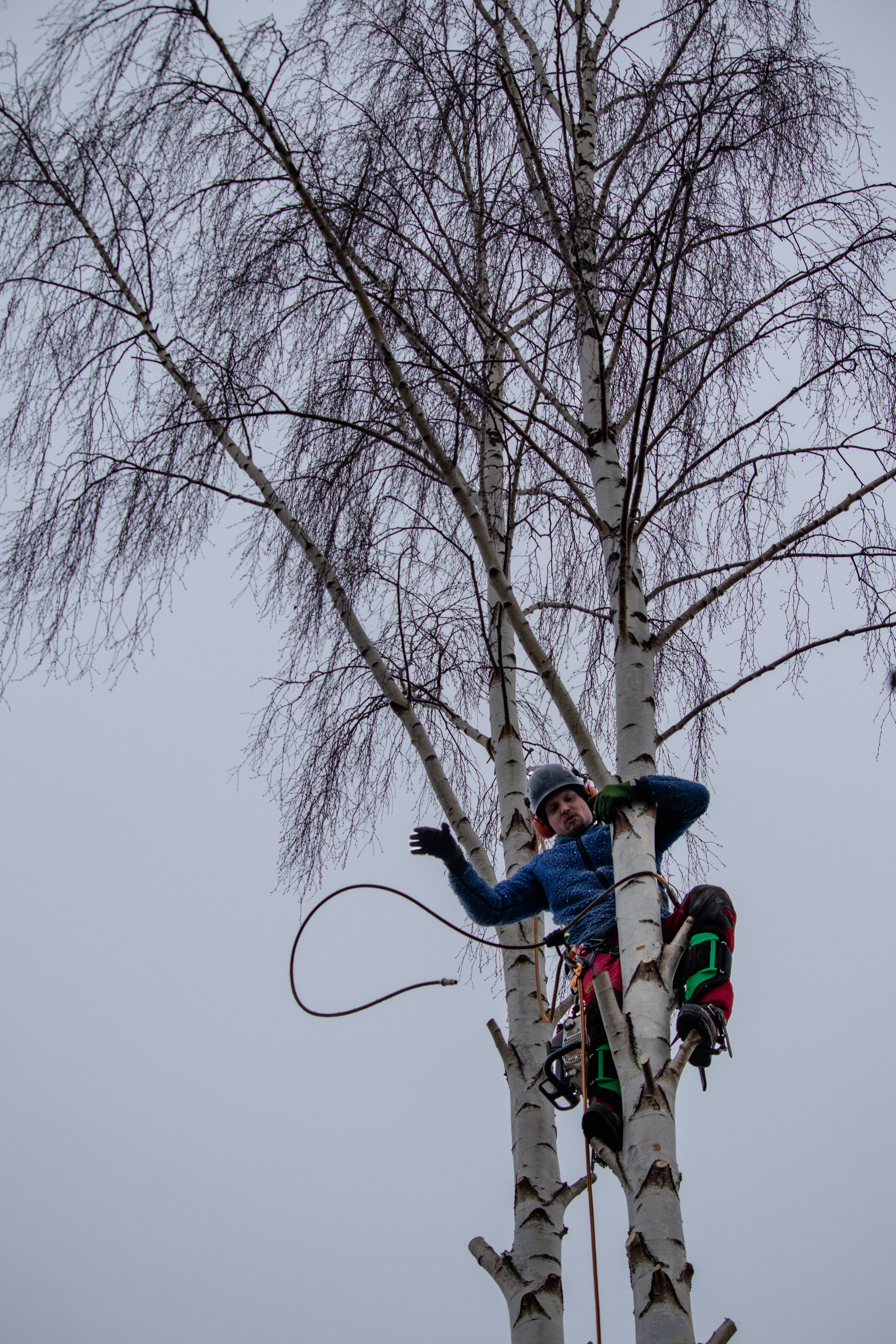 Trädfällning i Söderhamn