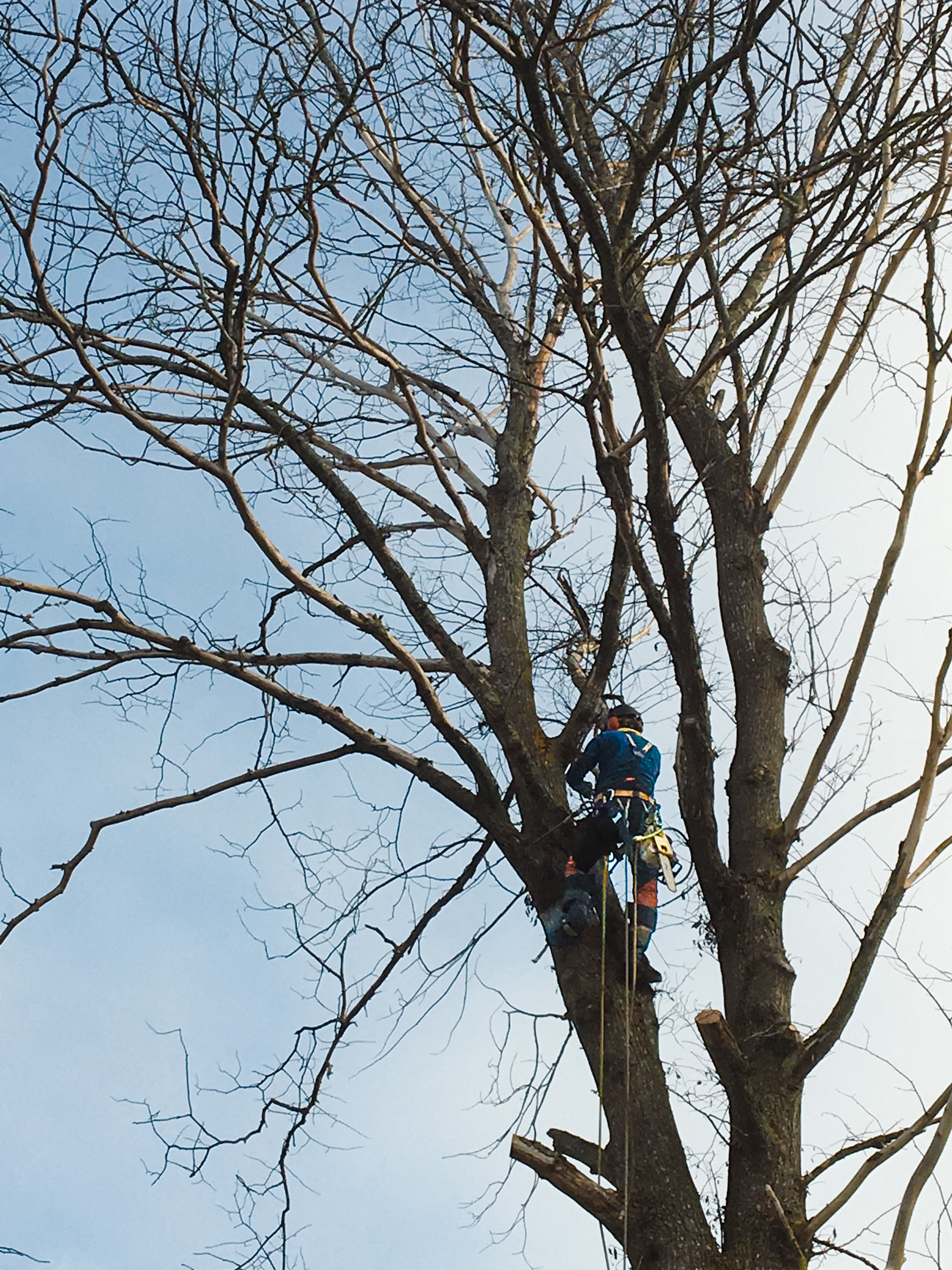 Trädfällning Söderhamn